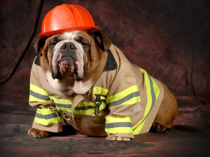 dog in fireman's suit