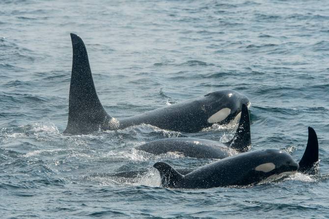 A pod of Killer whales or orcas (Orcinus orca) is swimming in Chatham Strait, Alaska, USA. 