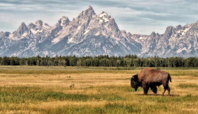 A bison walks in front of the Grand Tetons