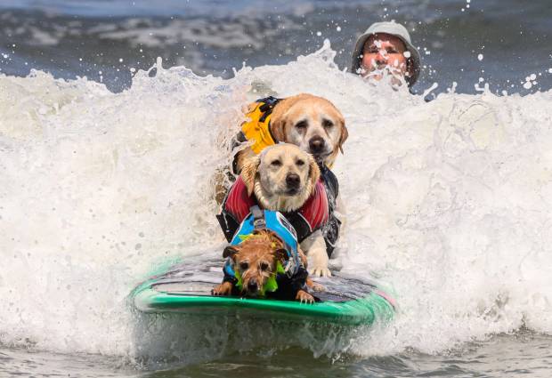 Dogs surfing at a competition