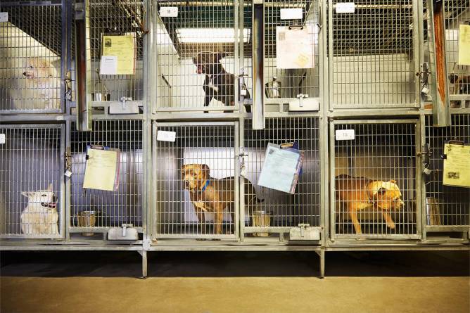 Dogs in cages at a shelter