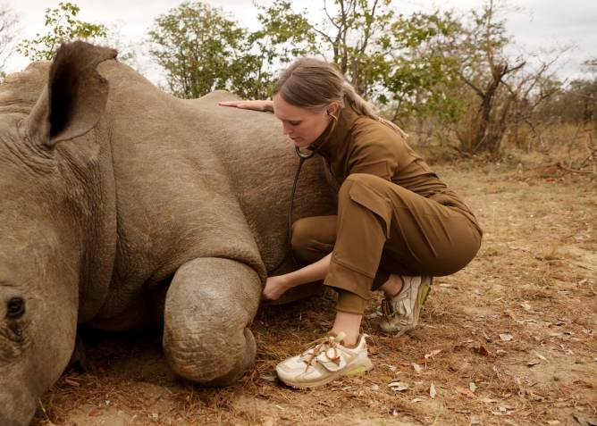 Dr. Chloe Buiting checks the heart rate of a rhinoceros with a stethoscope. 