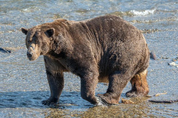 A rotund 32 Chunk bear is seen taking a stroll along the shoreline.