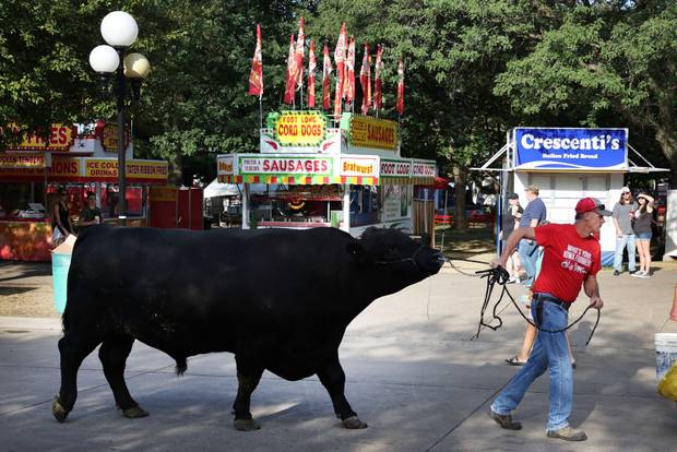 Albert the super bull, which weighs 3,042 pounds, is taken for a walk by Randy Dreher at the Iowa State Fair
