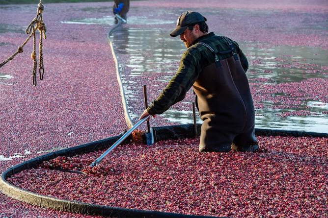 Farmers in a cranberry bog