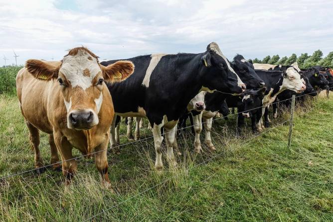 Herd of cows