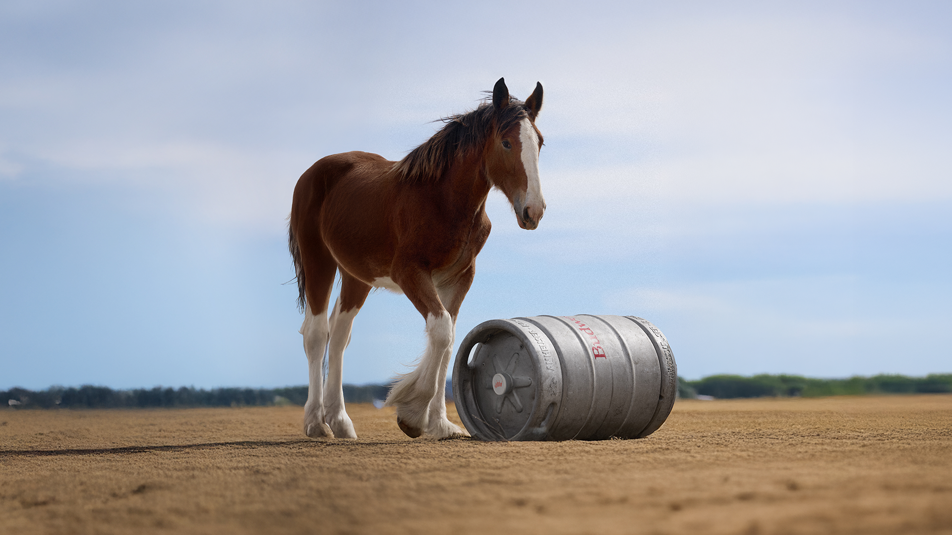 Clydesdale foal pushes Budweiser to the top of the Ad Meter