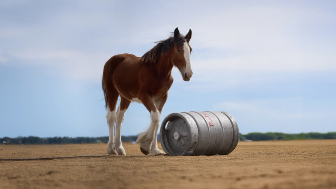 Budweiser Clydesdale foal pushing a keg in Budweiser's 2025 Super Bowl ad