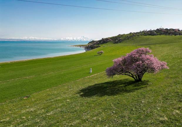 A view of blooming apricot and almond trees on the shore of Lake Van during spring season in Tusba district of Van, Turkiye