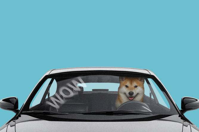 Shiba Inu dog driving a car