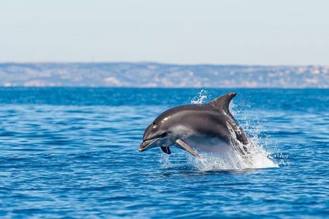 A dolphin