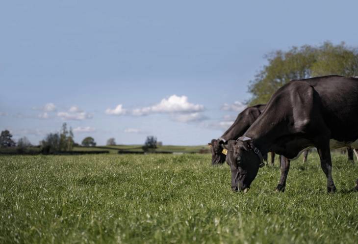 Halter is creating the internet of cows