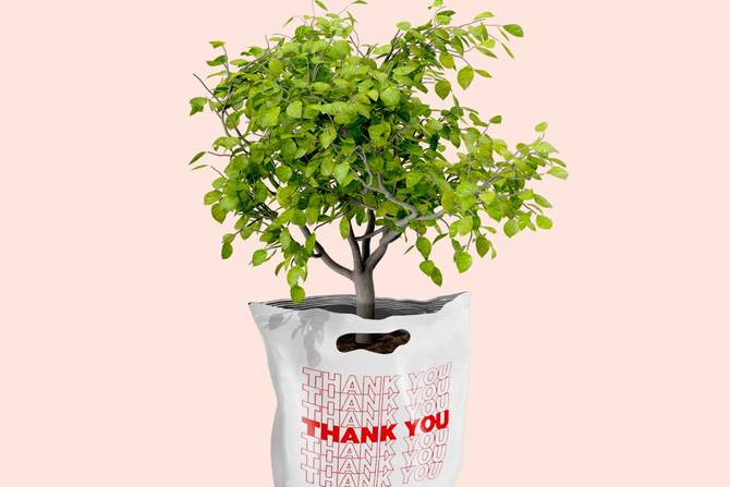 tree planted inside thank you bag
