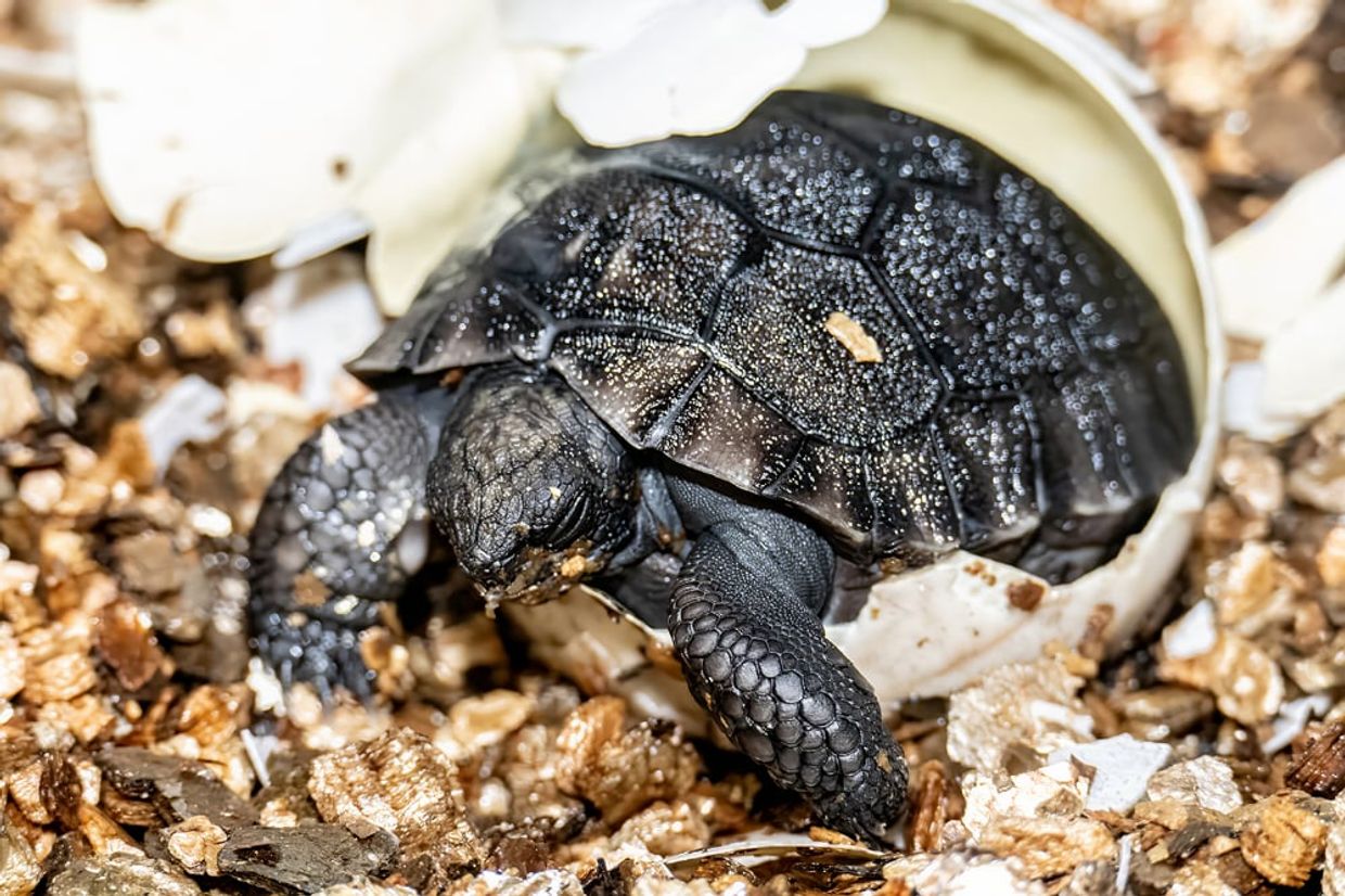 galapagos tortoise hatchling 