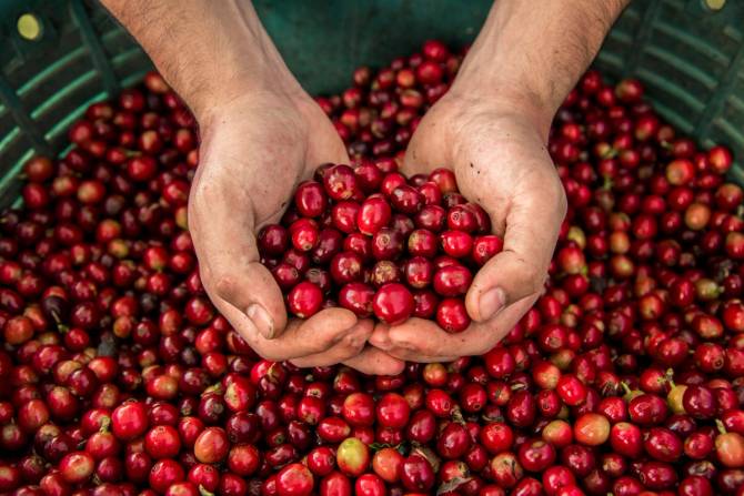 coffee plantation in costa rica at harvest time