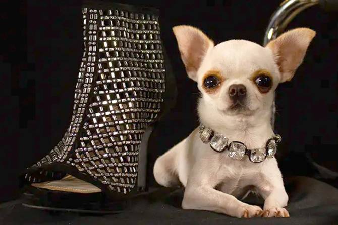 Pearl, the world's shortest dog, next to a shoe