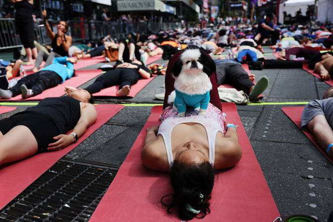 A dog sits on its owner's belly during a mass yoga session on International Yoga Day in Times Square on June 21, 2023 in New York City.