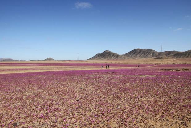 A rare instance of flowers blooming in the Atacama Desert.