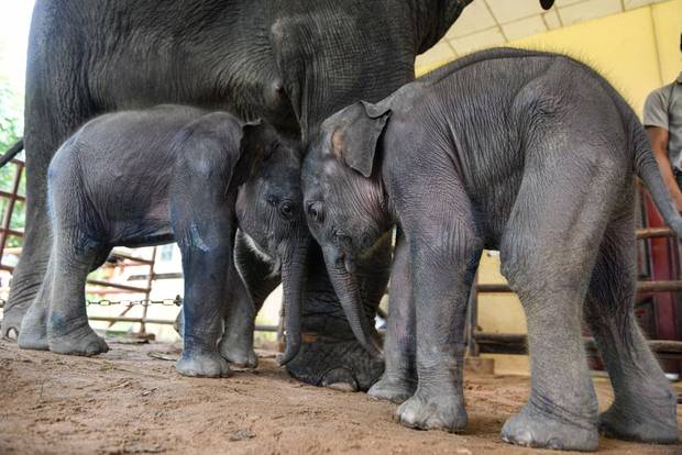 Baby elephant twins play next to their mother at Wingabaw Elephant Camp, Myanmar's Bago region