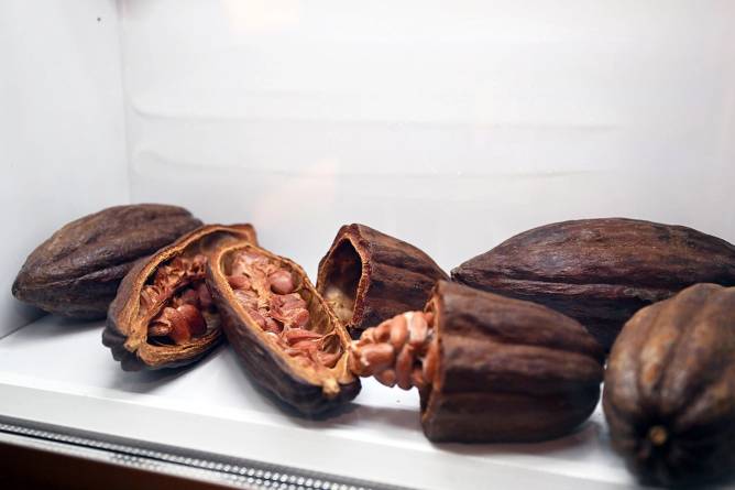 A close up of a split cocoa bean
