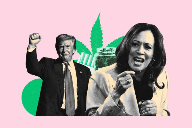 Collage of Trump and Harris with cannabis objects behind them