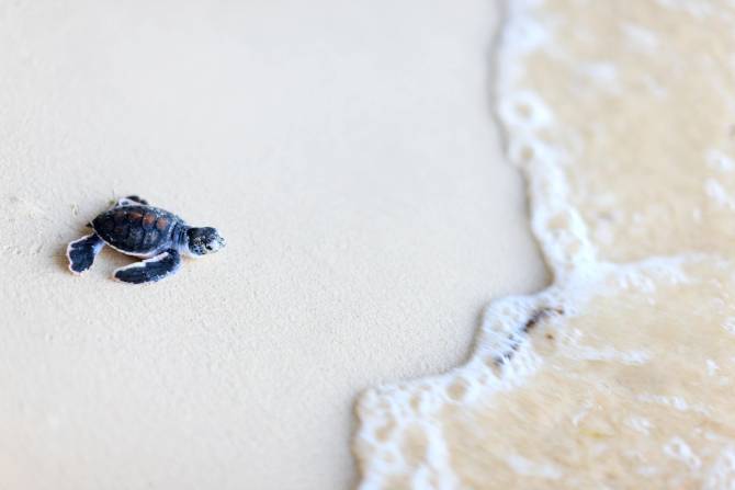 baby sea turtle walking to ocean