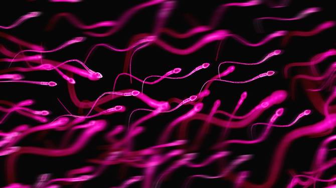 Human sperm, illlustration