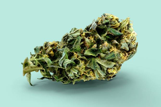 cannabis flower on blue-green background