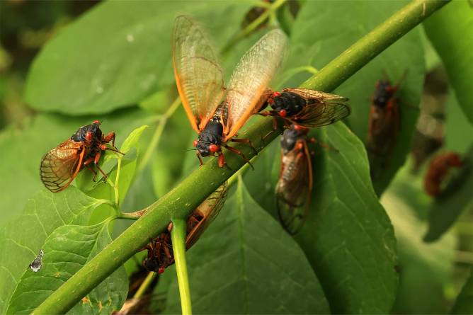 Cicadas on a leaf