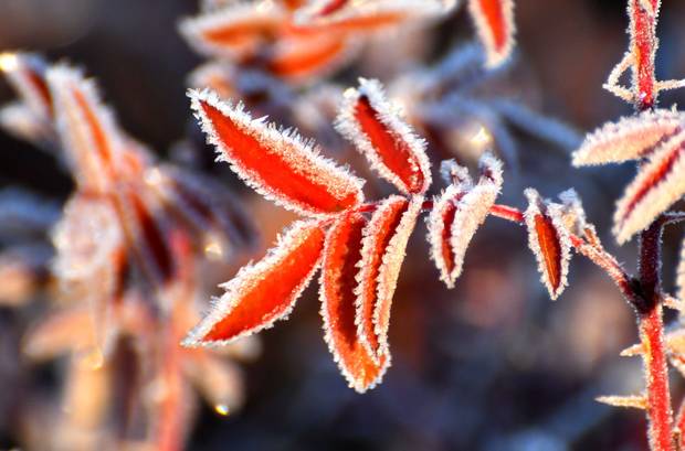 A view of a plant coated with hoarfrost due to cold weather in Sarikamis district of Kars, Turkiye