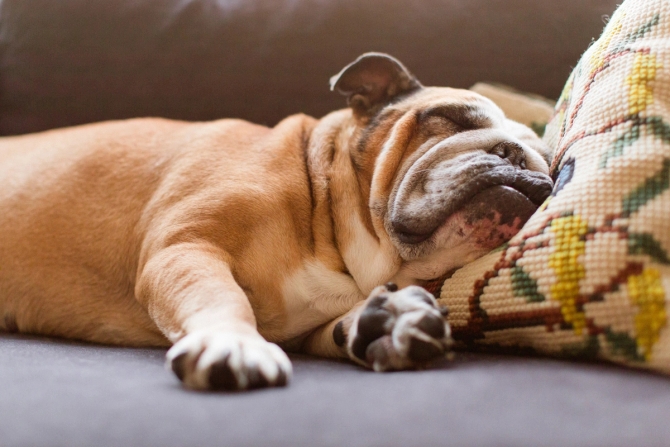 Sleeping dog 