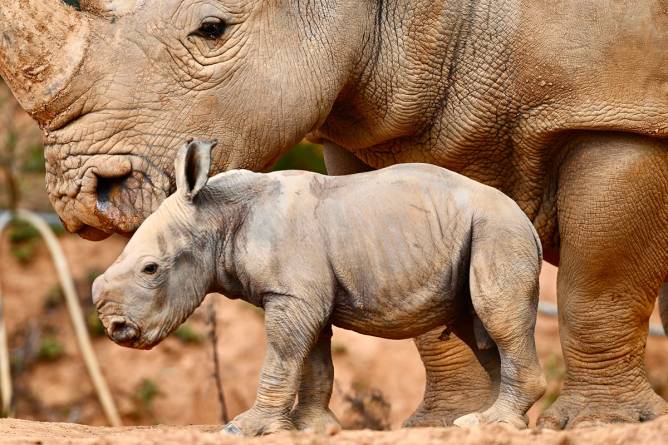 An adult rhino next to a baby rhino