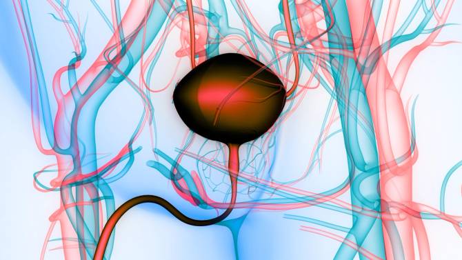 A blue and red graphic of a person's bladder.