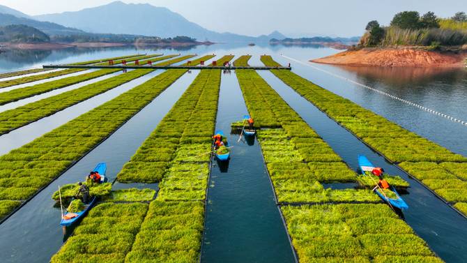 Farmers harvest cress by ship at an ecological floating island on February 17, 2023 in Chun'an County, Hangzhou City, Zhejiang Province of China