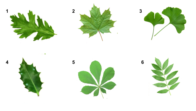 Six different leaves for trivia