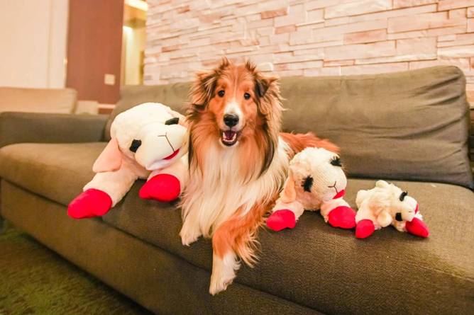 A dog with Lamb Chop toys