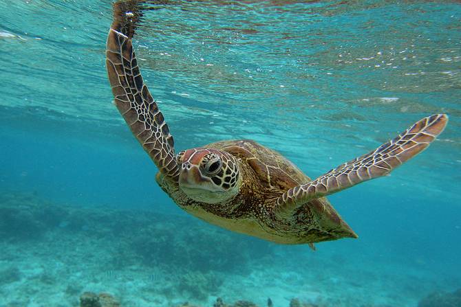 A Hawksbill sea turtle is seen swimming
