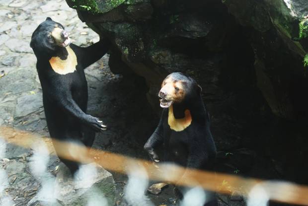 wo sun bears play in their compound at a zoo in Hangzhou in east China's Zhejiang province. 