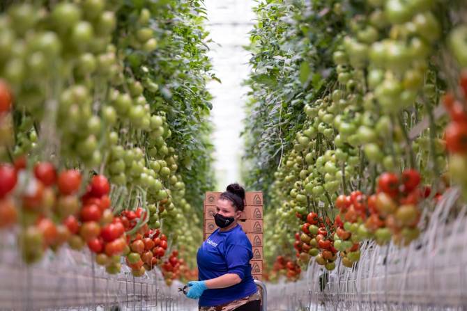 image of an appharvest worker harvesting tomatos