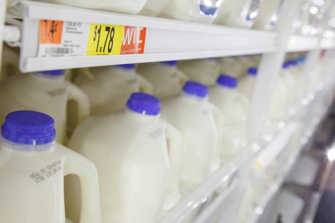 Gallons of milk on a store shelf.