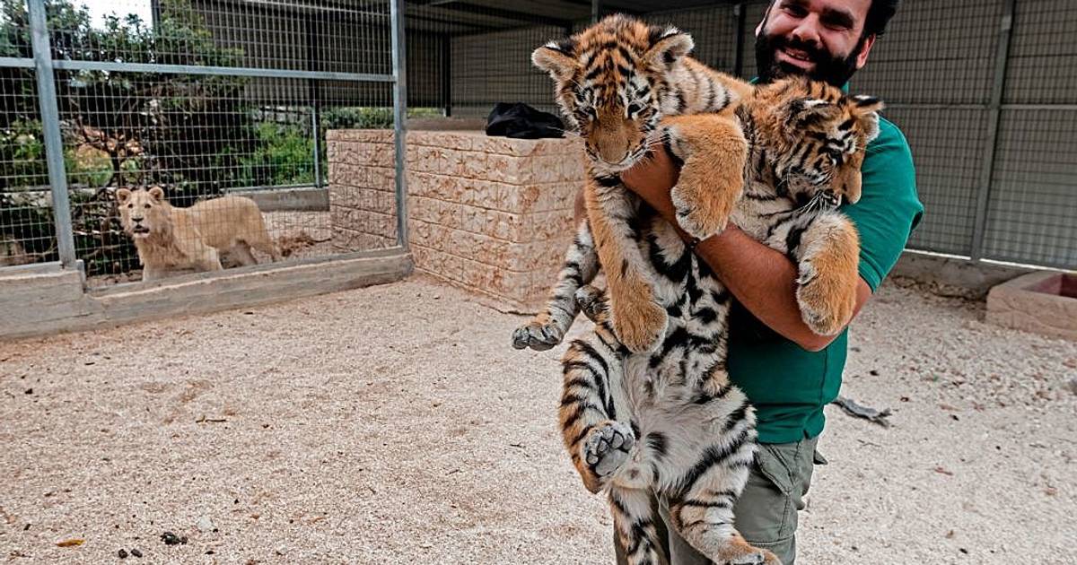 Is Anonibal Illegal? The Legal Implications That Could Change Everything - mvb4wr0