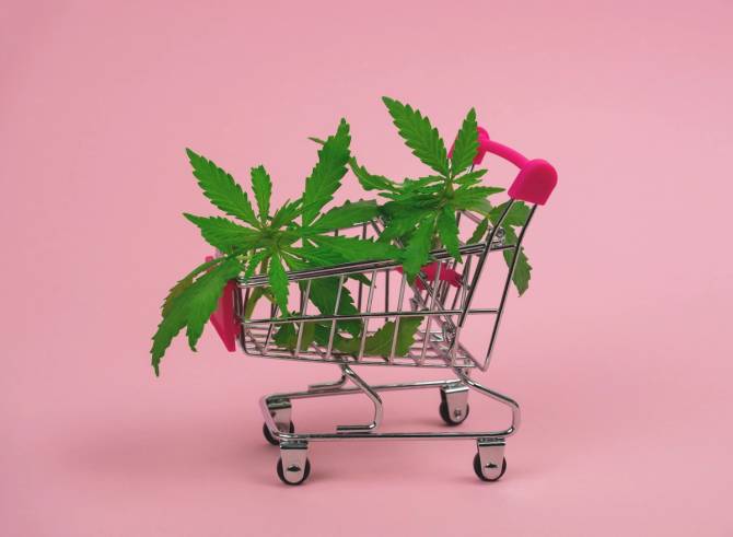 A photo illustration of a shopping cart with cannabis plants in it. 