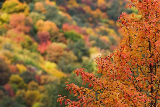 Fall foliage