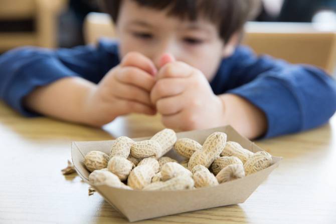 A little boy in a blue shirt eats peanuts.