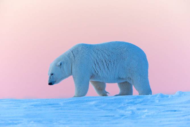 A polar bear in Alaska's Arctic National Wildlife Refuge
