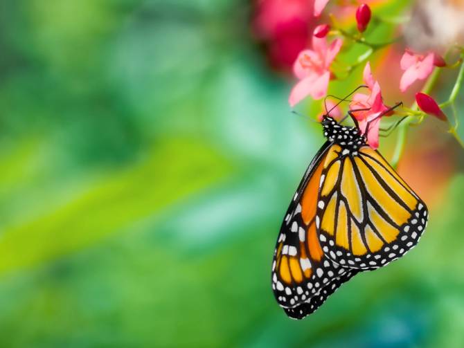 monarch butterfly on flower