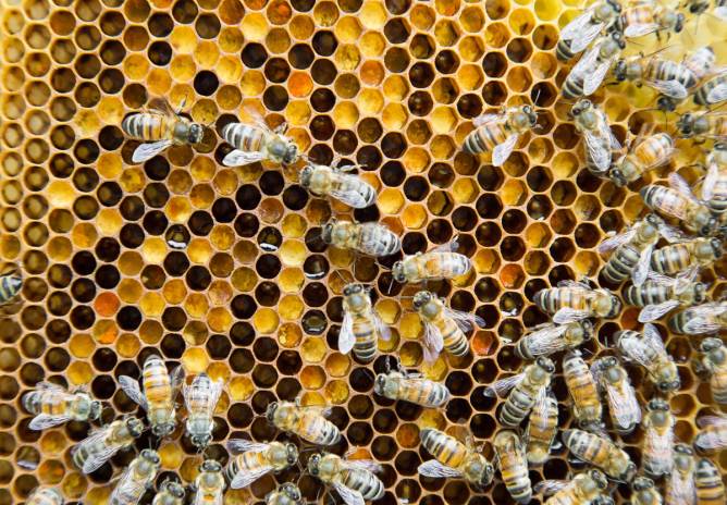 Bees working on honeycomb.