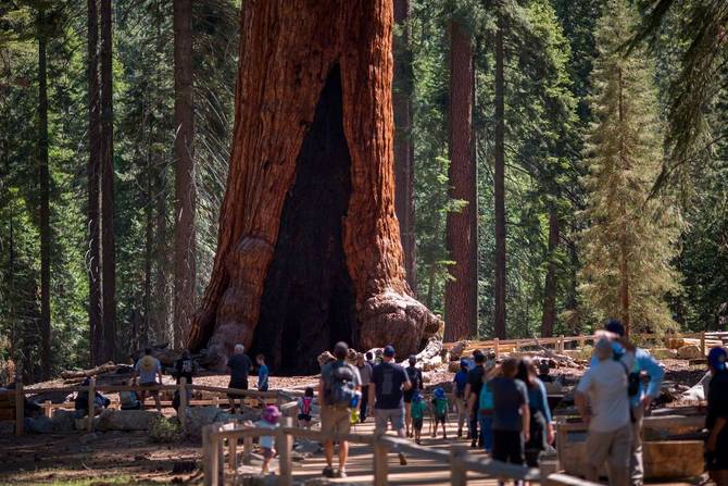 Visitors look at the Grizzly Giant tree in the Mariposa Grove of Giant Sequoias on May 21, 2018 in Yosemite National Park, California