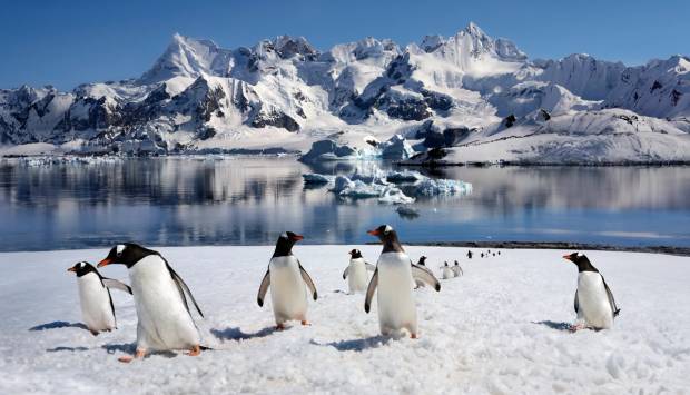 Penguins in Antarctica