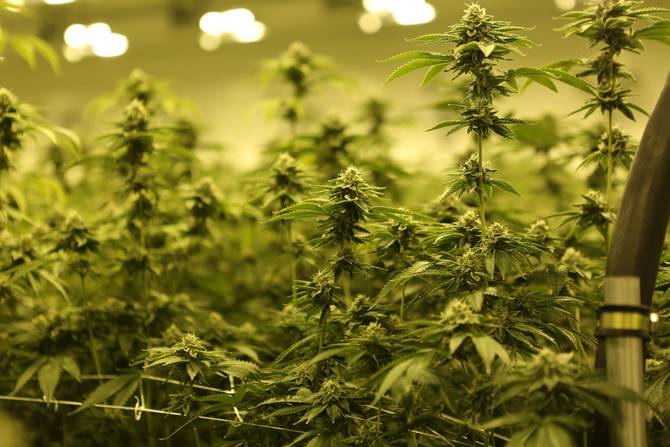cannabis plants growing in a dense environment